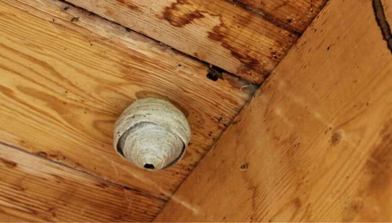 If You Knock Down Wasp Nest, Will They Go Away? Forever?