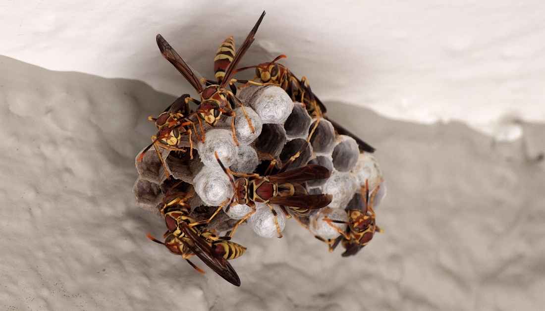 Best Time To Knock Down Wasp Nest