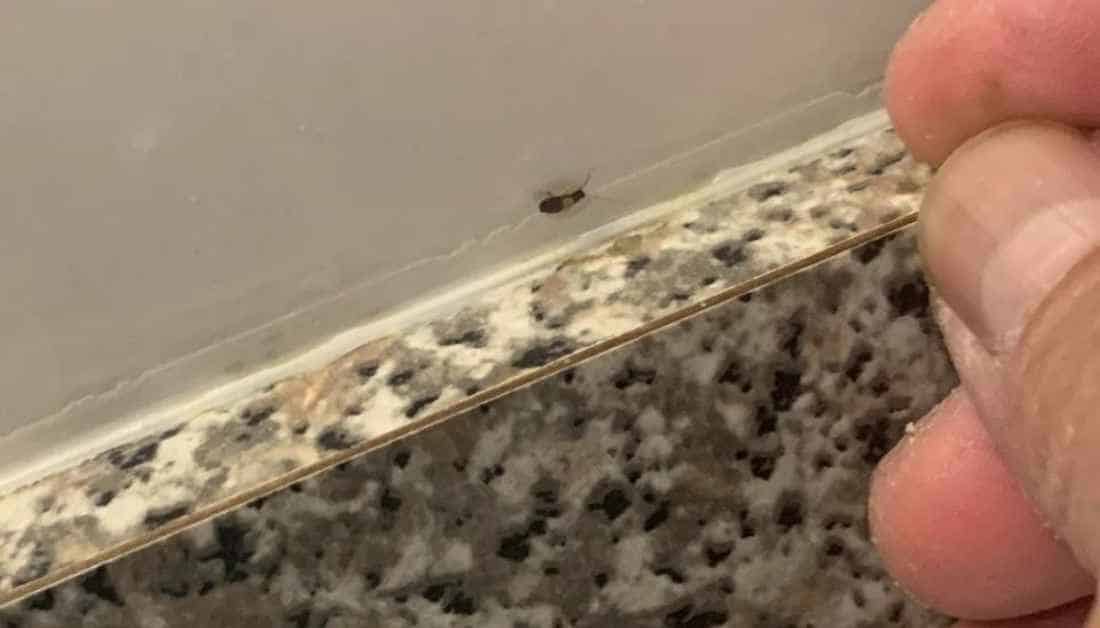 9 Tiny Black Bugs On Kitchen Countertops