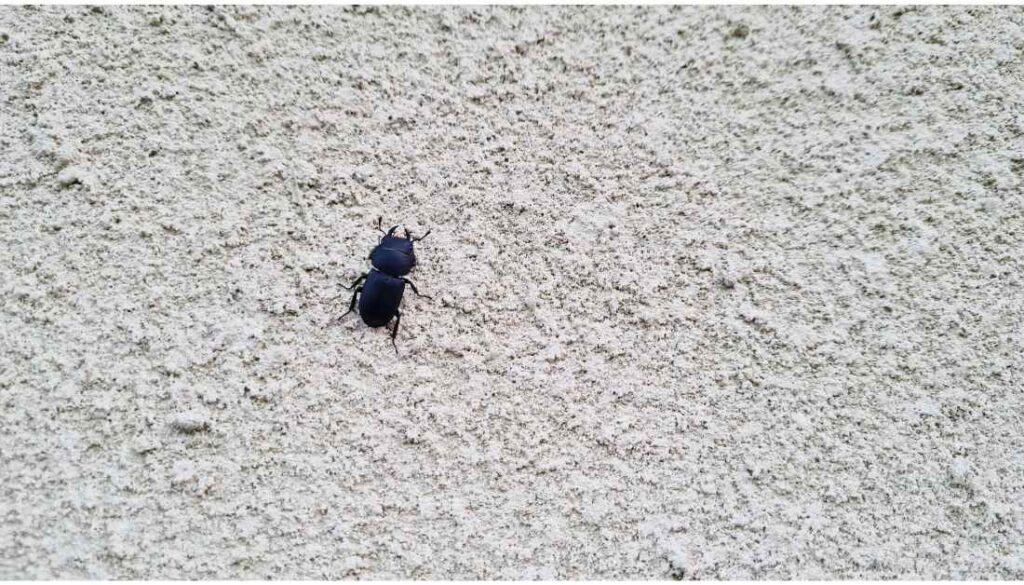 Fungus beetles on walls