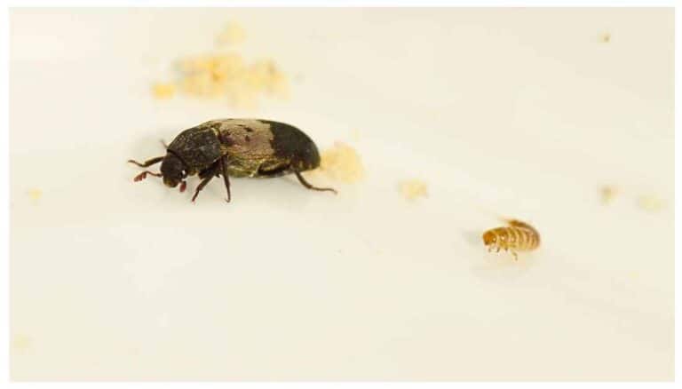 Larder Beetles In Bedrooms - 5 Hidden Reasons And Easy Solutions