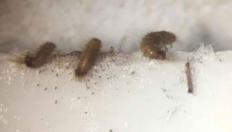 5 Tiny Black Beetles In The House (And How To Quickly Get Rid Of Them