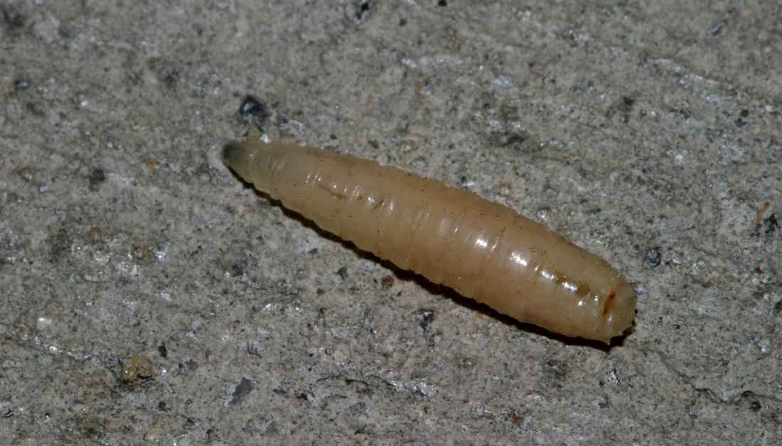 21 Tiny Bugs On Walls And Ceiling That You Must Get Rid Of