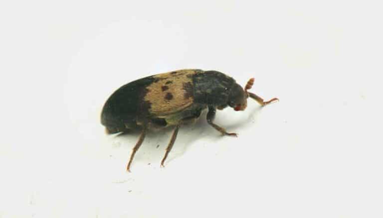 5 Tiny Black Beetles In The House (And How To Quickly Get Rid Of Them