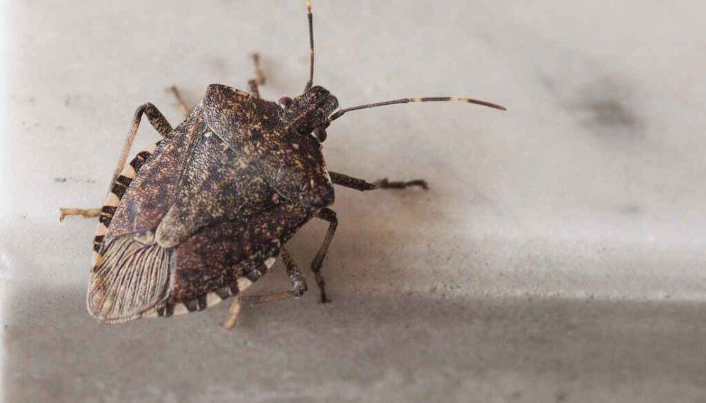 Stink bugs on walls and ceiling