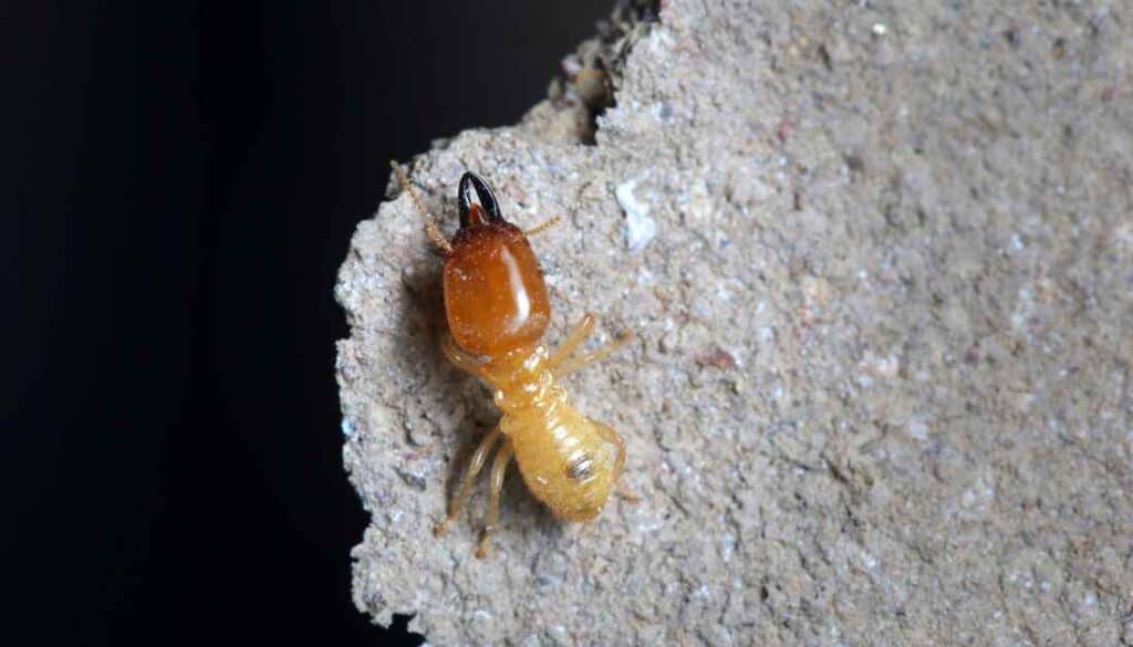 Termites on walls and ceiling
