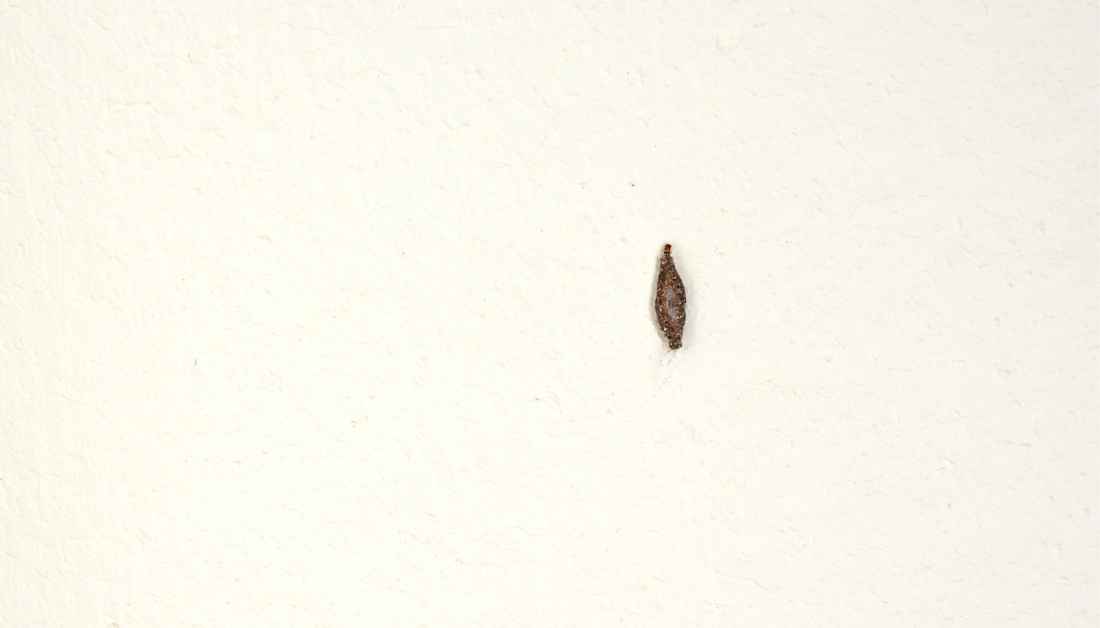 tiny red bugs in bathroom