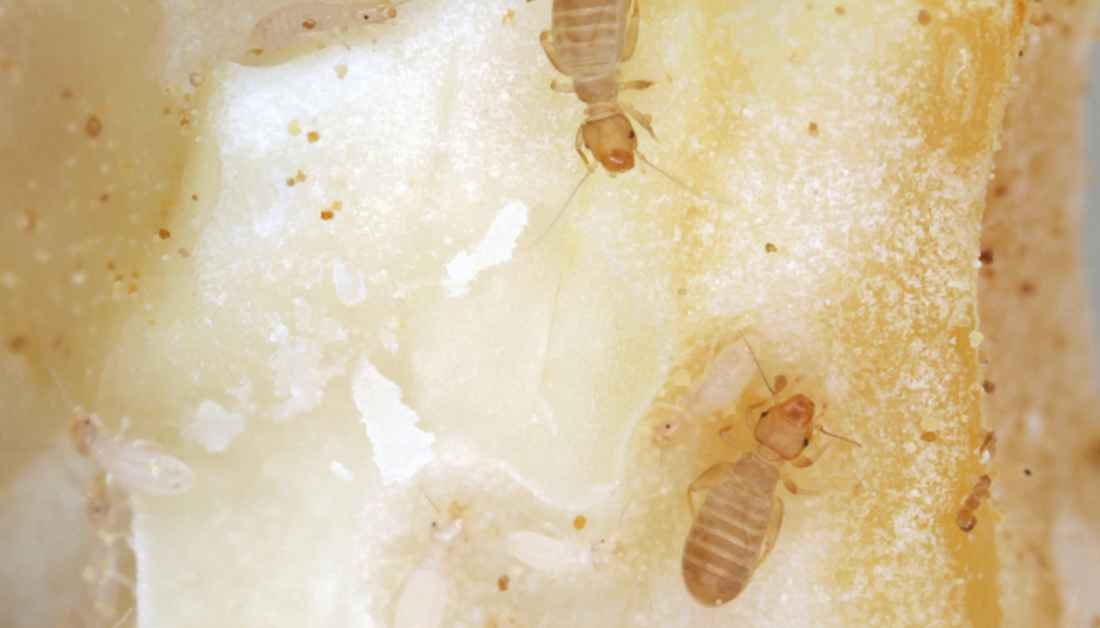 21 Tiny Bugs On Walls And Ceiling That You Must Get Rid Of