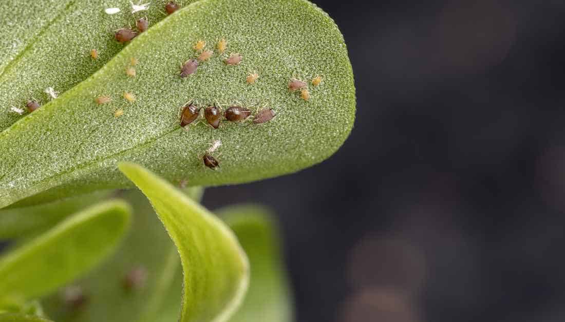Sippi Insect Poppy, Chia, And Apple Seed-Like Bugs In Home And Garden
