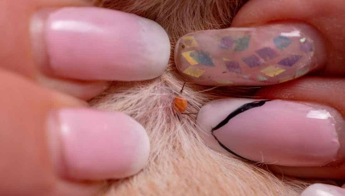 7 Tiny Black Bugs On Dogs (No, These Are NOT Fleas)
