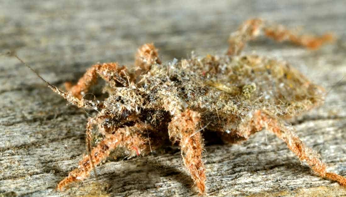 10 Tiny Gray Bugs That Look Like Dust (One Of Them Bites)