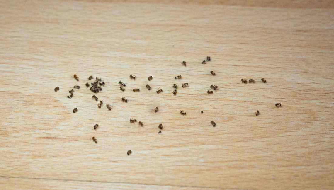 6 Tiny Bugs On Phone Screen That Can Harm Your Phone
