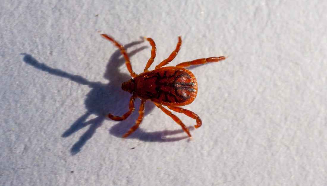 10 Allergic Tiny Bugs In Carpet That Really Bite Like Crazy