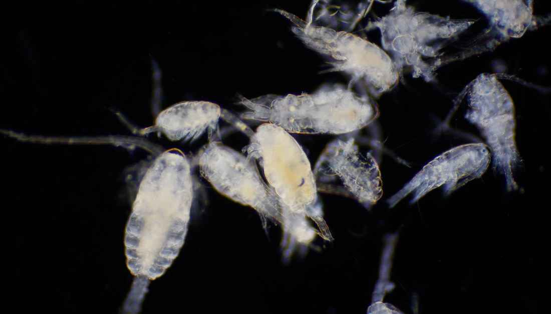 5 Tiny White Bugs On Reef Tank Glass Aquarium