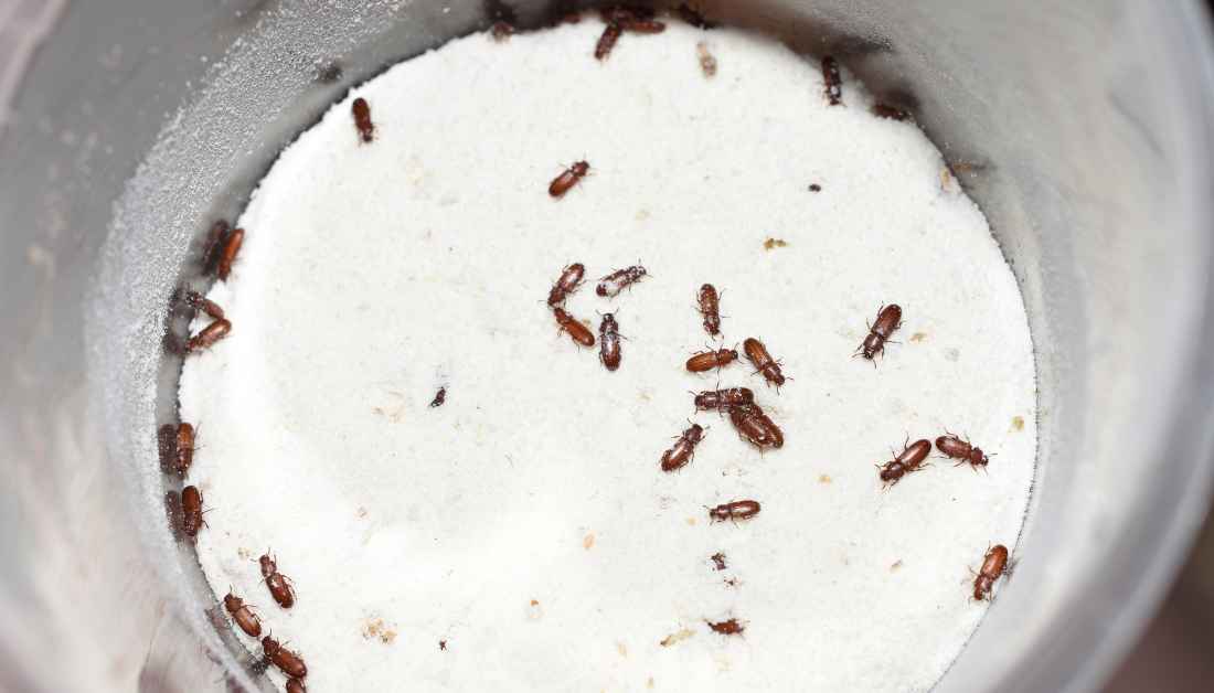 7 Tiny Red Bugs In Bed (Not Bed Bugs) And How To Get Rid Of Them