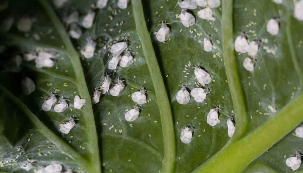 Whiteflies - White Dust-Like Bugs