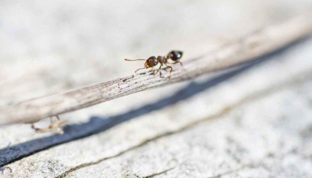 Acrobat Ants 