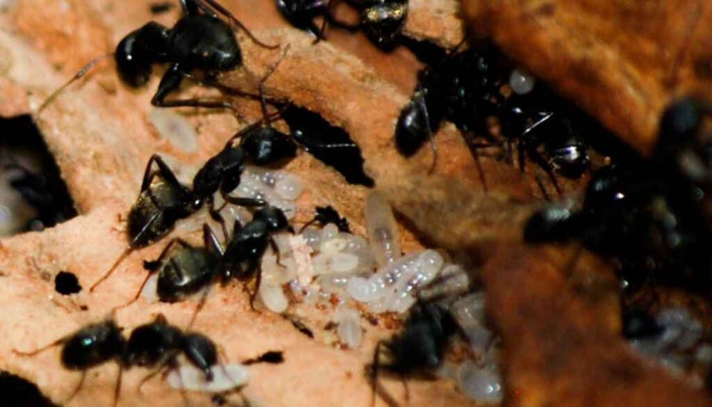 Carpenter ant colony in the house