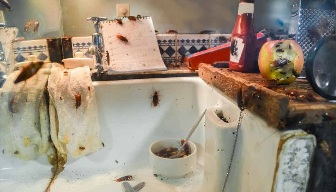 8 No Brainer Ways To Keep Roaches Away From Kitchen
