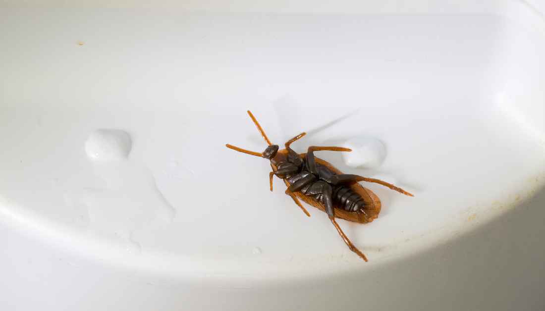11 Tiny Brown Bugs In Bathroom - An Easy ID Guide