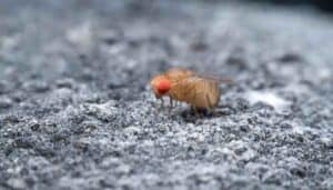 5 Nasty Small Black Flies In The Bathroom, Not Drain Flies