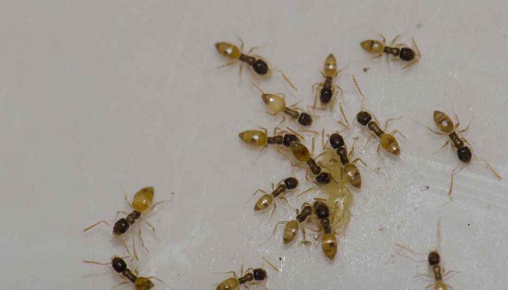 Ghost Ants