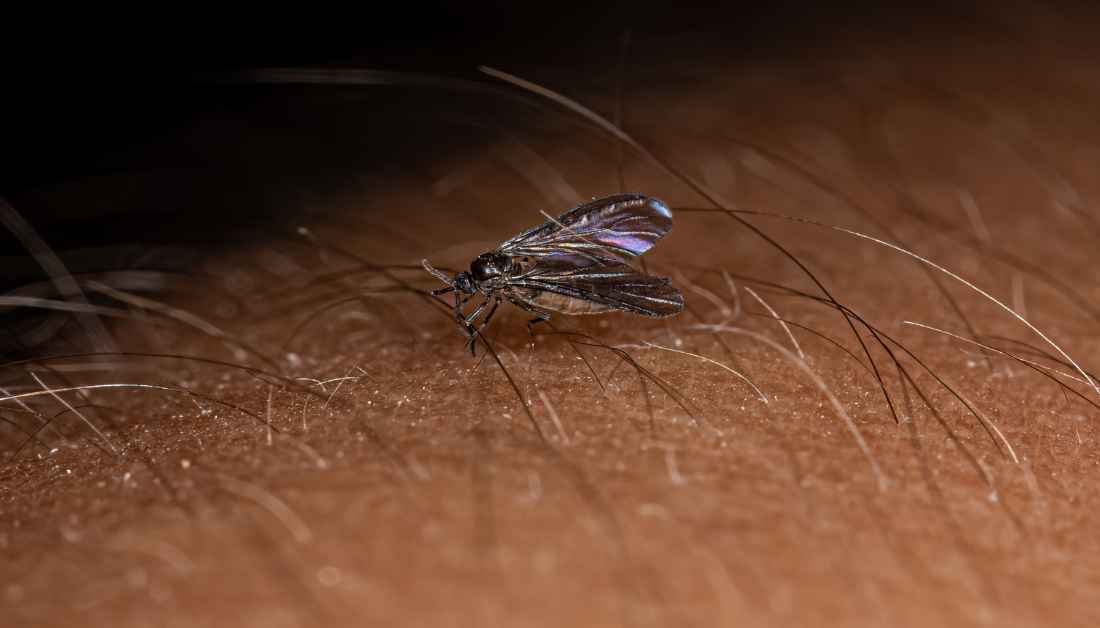 Gnats In Bedroom 6 Hidden Reasons And Permanent Solutions
