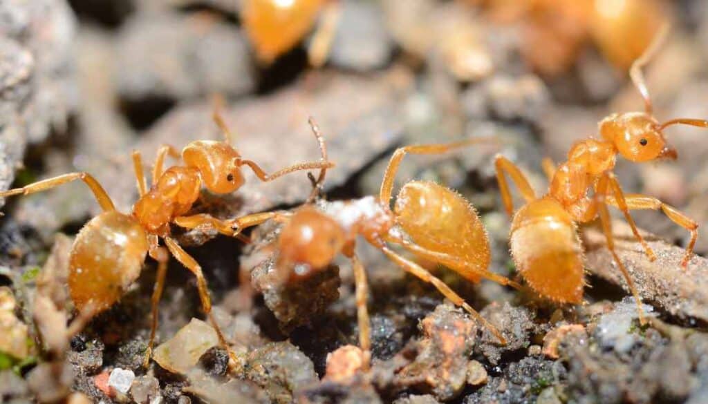 Grease Ants