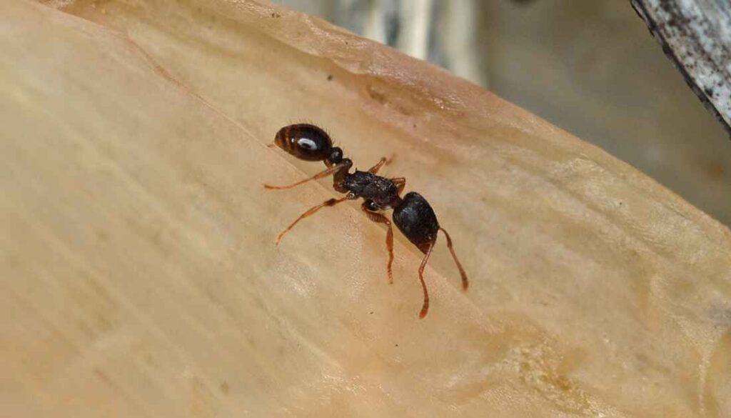 Pavement Ants In the House