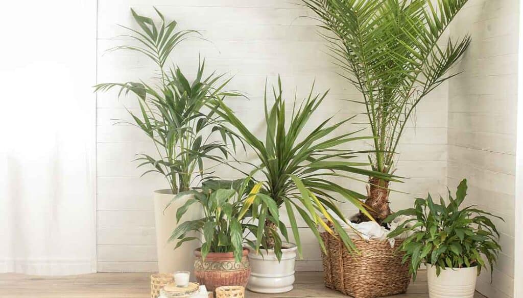 Potted Plants in Bedroom Cause Fungus Gnats