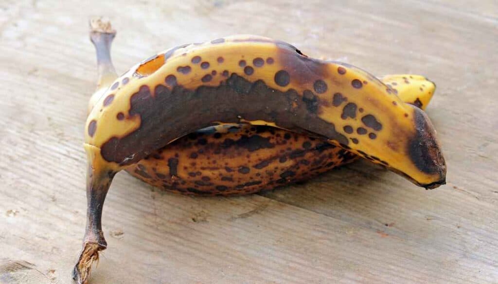 Ripe and rotting fruits draw gnats
