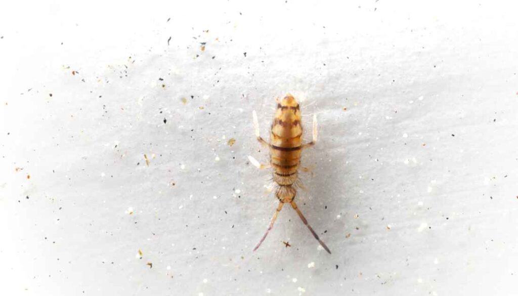 Springtails - Tiny brown bugs in bathroom