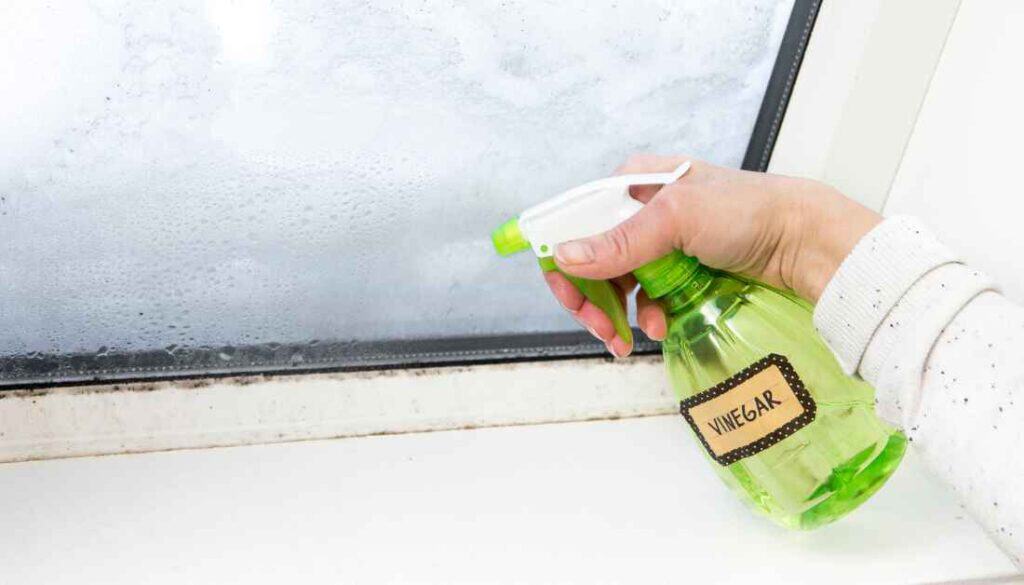 White Vinegar Spray Kills Weevils