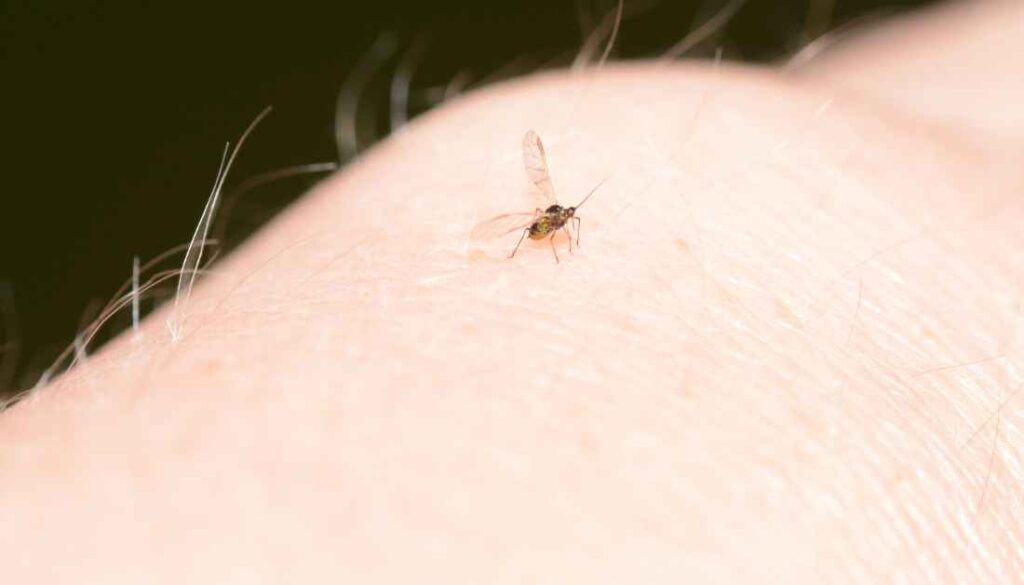 Why do gnats follow me
