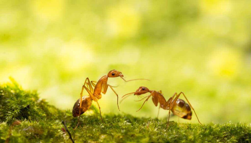 Yellow Crazy Ants