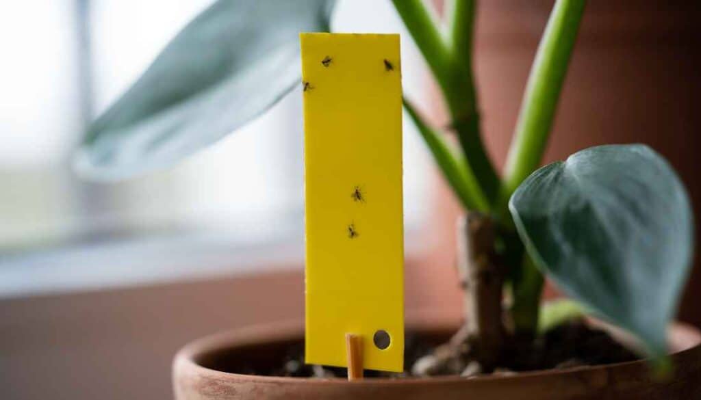 Yellow Sticky Traps To Entrap Gnats