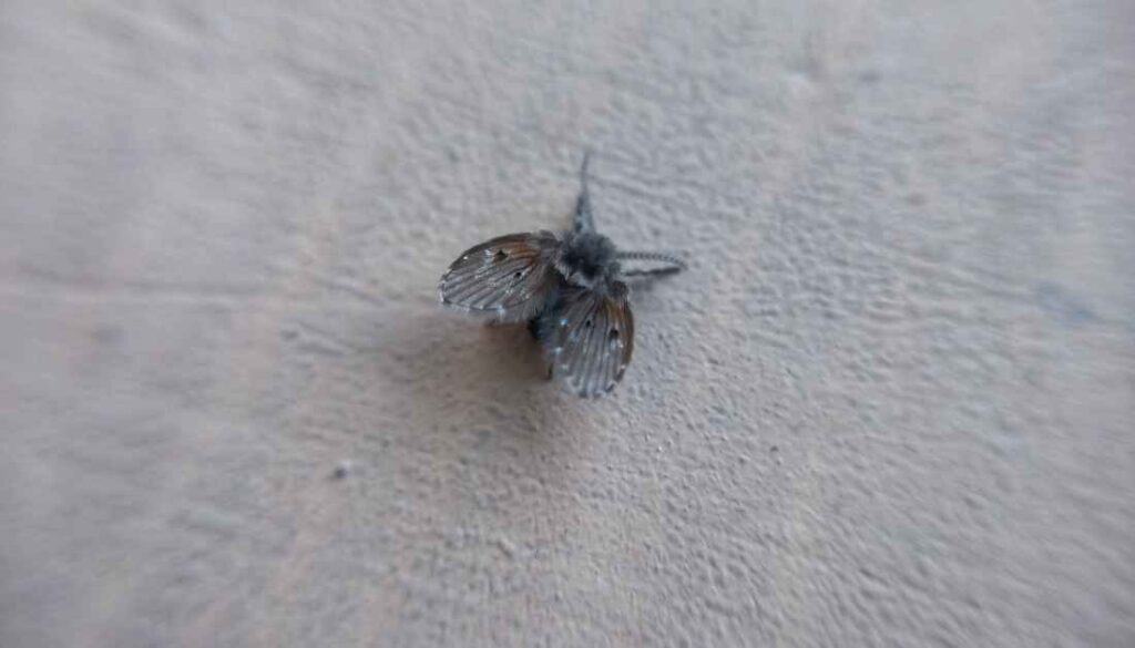Drain flies in kitchen