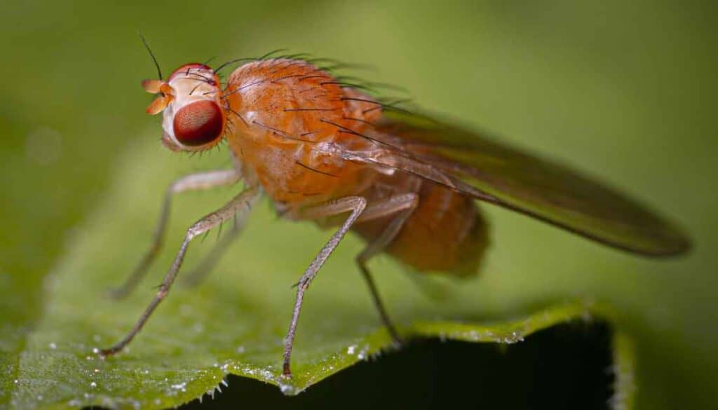 how to get rid of fruit flies in the kitchen naturally