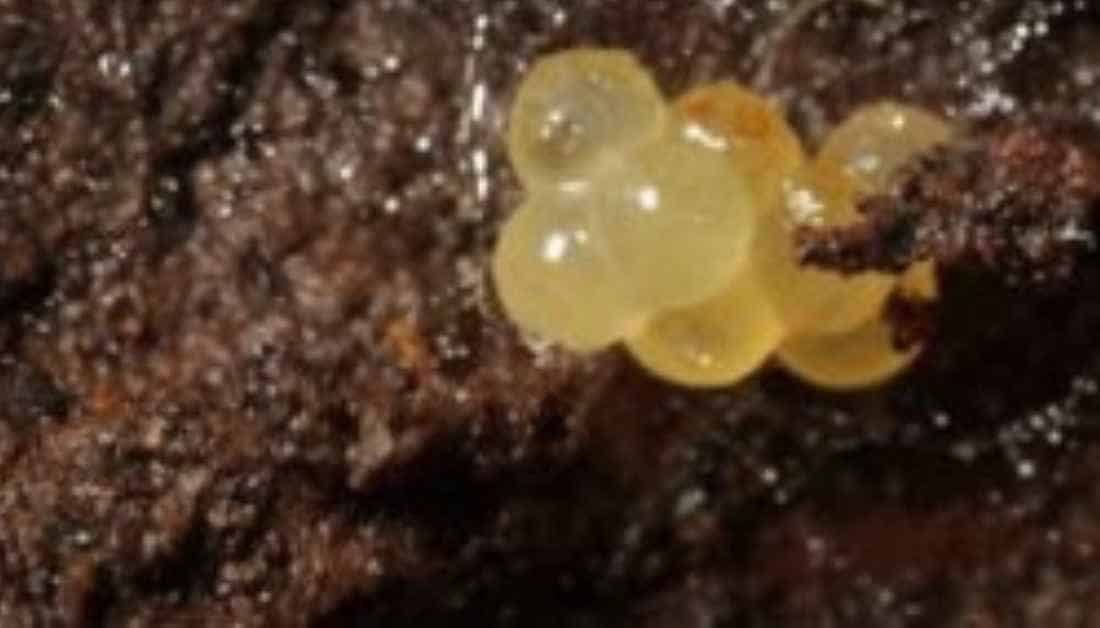 Where Do Fruit Flies Lay Eggs And How To Kill Fruit Fly Eggs