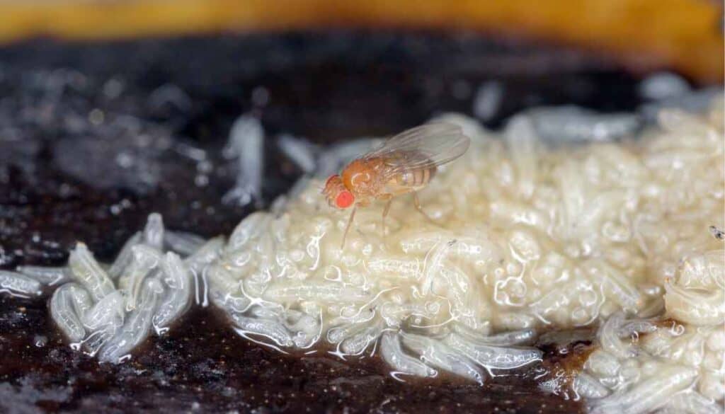 Fruit Fly Larvae