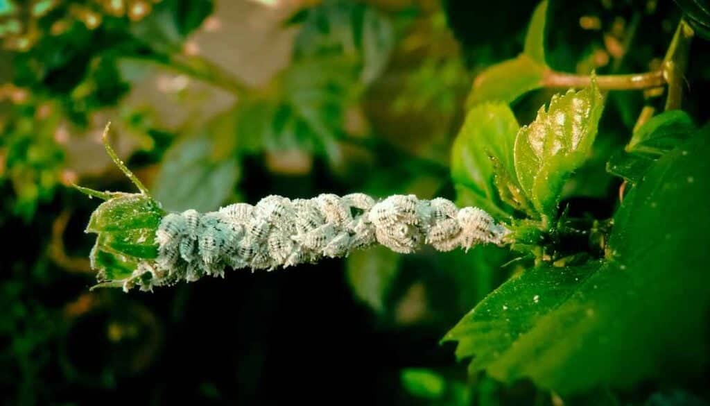 Mealy bugs on indoor plants