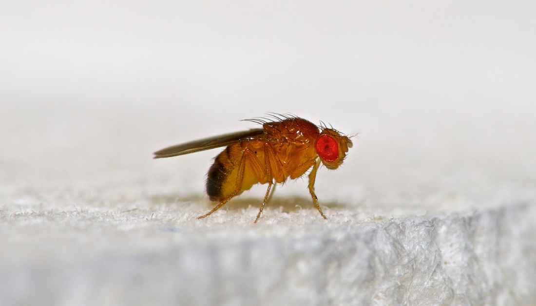Where Do Fruit Flies Lay Eggs And How To Kill Fruit Fly Eggs Where Do Fruit Flies Lay Eggs And How To Kill Fruit Fly Eggs