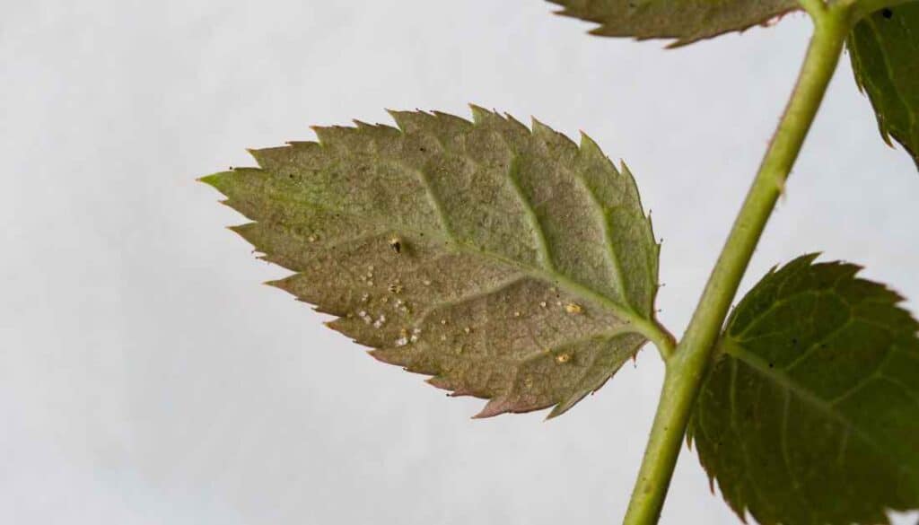 White spider mites on indoor plants