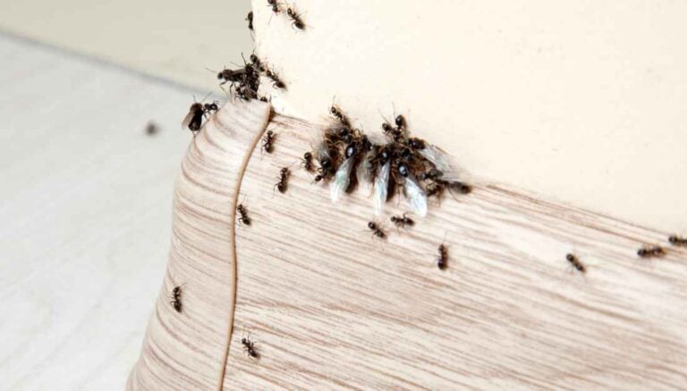 11 Common Closet Pests - An Identification Guide