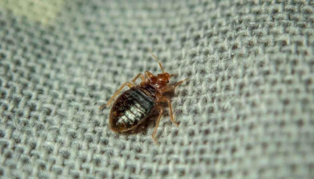 Bed bugs in closet