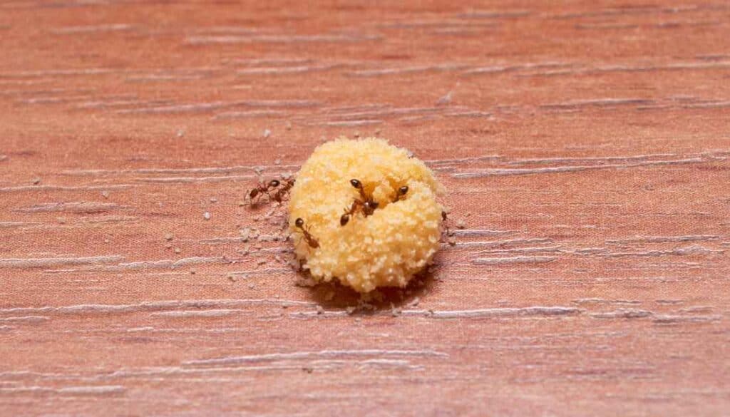 Borax Ant Killer Recipe with three ingredients