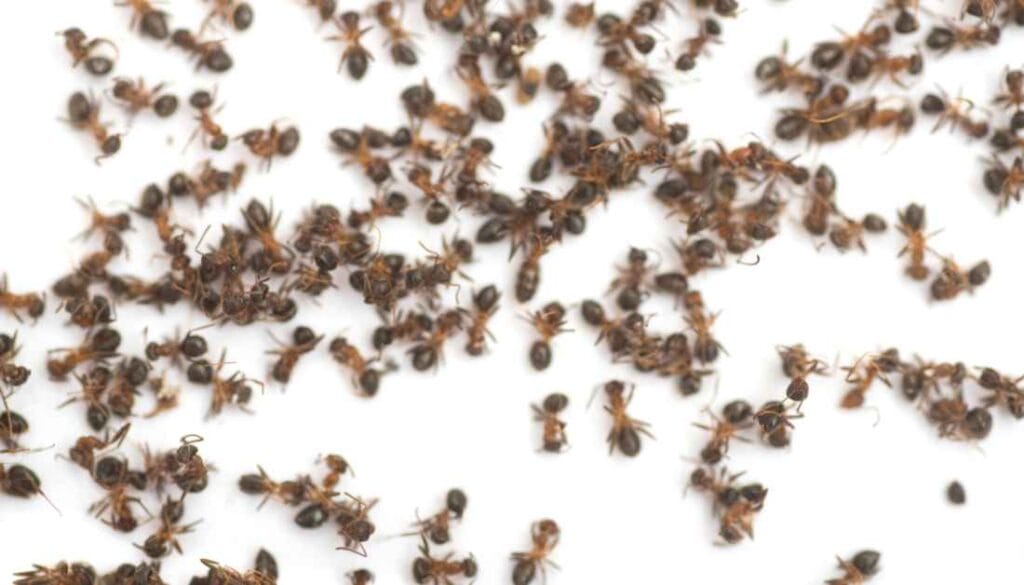 Borax Ant Killer Recipe With 3 Ingredients - Sugar, Peanut Butter, Water