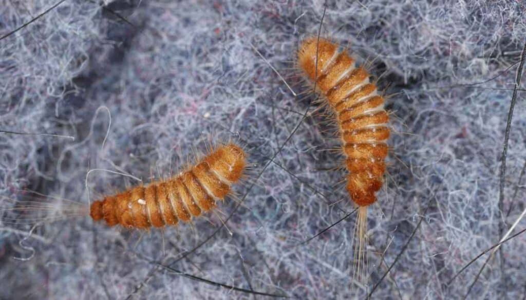Carpet beetle larvae in closet