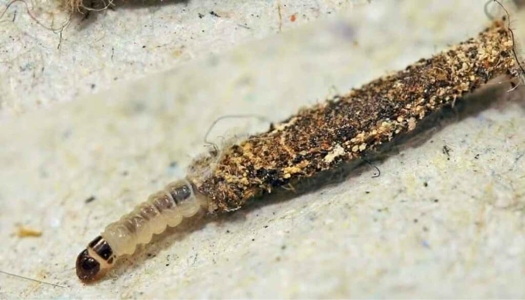 Common closet bugs - case-bearing clothes moth larvae