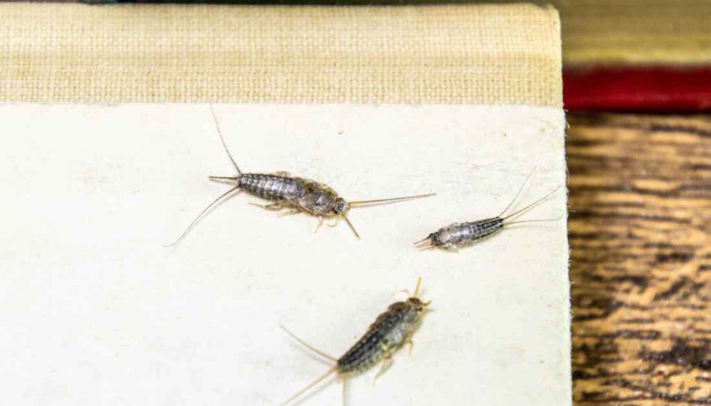 Signs of silverfish infestation
